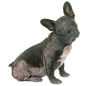带狗的消化硬化症疥癣工作室疾病感染压力螨虫脱发皮肤免疫系统动物图片