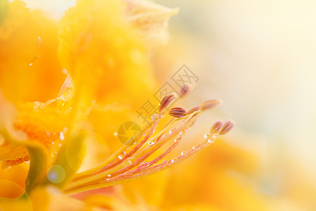 美丽的鲜花水彩花朵桌面玫瑰情绪背景礼物植物美味插图图片