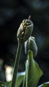 卡拉花籽湿度季节静脉花蜜构象生长雌蕊生物花冠力量图片