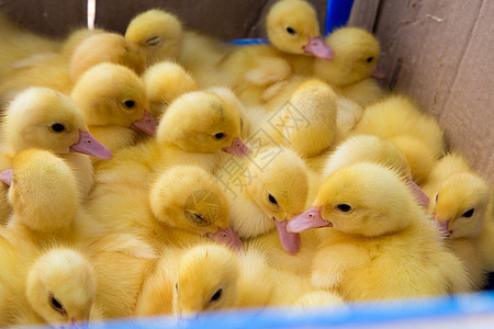 在纸箱里的小鸭子农场农业家禽盒子宠物家畜金子婴儿生活食物图片