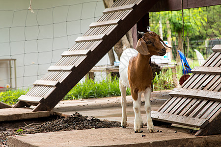 泰国农场的山羊农村头发场地喇叭牧场草地环境女性婴儿农业图片