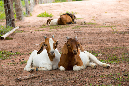 泰国农场的山羊家畜农村环境哺乳动物动物场地喇叭草地眼睛牛奶图片