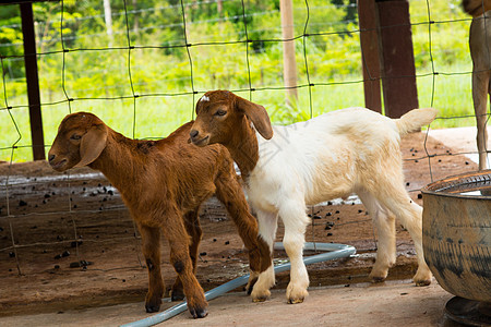 泰国农场的山羊动物草地环境场地女性头发国家哺乳动物喇叭家畜图片