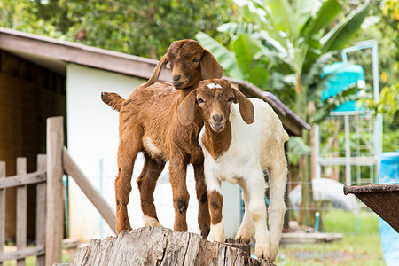 泰国农场的山羊牧场哺乳动物场地草地女性环境农村动物婴儿喇叭图片