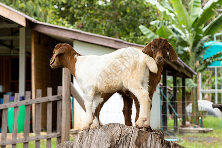 泰国农场的山羊家畜女性哺乳动物农村牧场动物农业头发场地环境图片