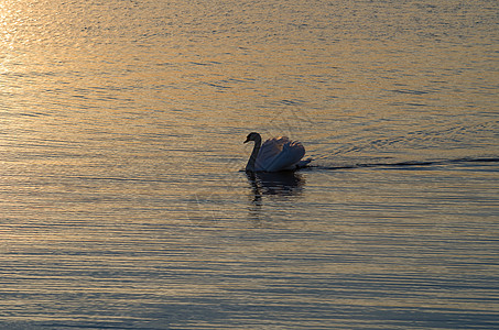 单天鹅在平静的水中游泳图片