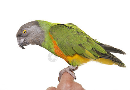 塞内加尔鹦鹉演播室羽毛灰色橙子栖息动物绿色宠物图片