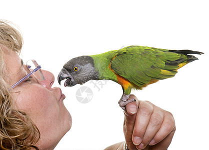 塞内加尔鹦鹉亲吻他的主人图片