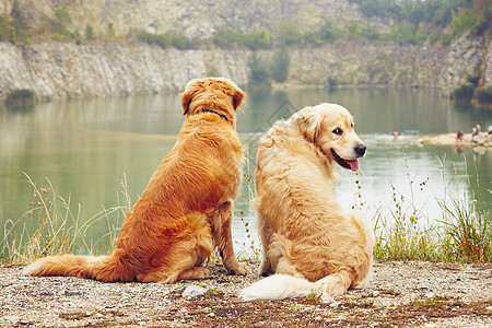 两只金色猎犬石头喜悦快乐兄弟犬类幸福宠物最好的朋友姐妹农村图片