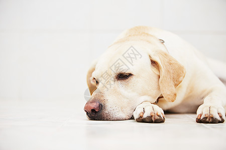 悲伤狗狗犬类欲望眼睛猎犬寂寞焦虑黄色忠诚宠物动物图片