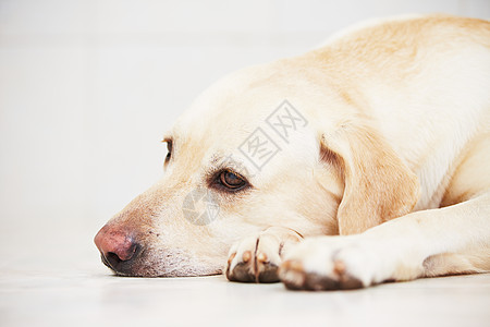 悲伤狗狗黄色孤独忠诚宠物欲望焦虑家畜情感猎犬犬类图片