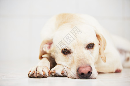 悲伤狗狗焦虑宠物猎犬家畜忠诚孤独动物眼睛情感黄色图片