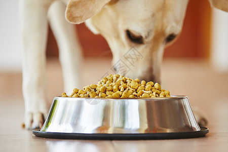 饿了狗狗房子营养金属颗粒饲料食物生活盘子猎犬欲望图片