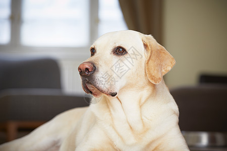 家养狗智力窗户犬类幸福宠物房子椅子座位客厅成人图片