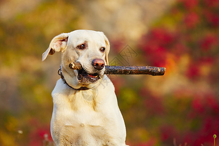 带棍子的狗快乐晴天犬类树叶黄色木头休闲喜悦乐趣活力图片