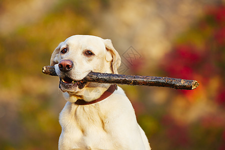带棍子的狗犬类季节黄色活动活力晴天喜悦宠物木头快乐图片
