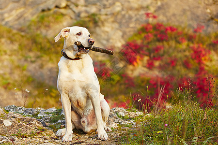 带棍子的狗树叶犬类石头快乐阳光岩石活动活力晴天宠物图片