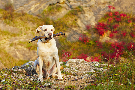 带棍子的狗快乐岩石木头黄色休闲喜悦阳光犬类石头树叶图片