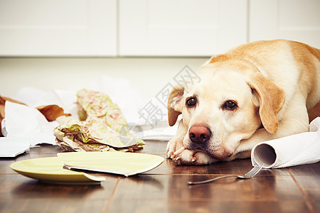 淘气的狗狗动物情感乐趣损害行为菜肴恶作剧宠物盘子厨房图片