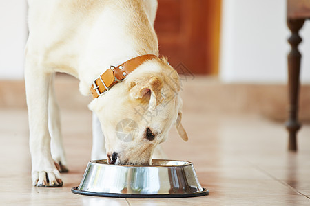 饿了狗狗食物房子生长动物宠物金属欲望午餐饮食营养图片