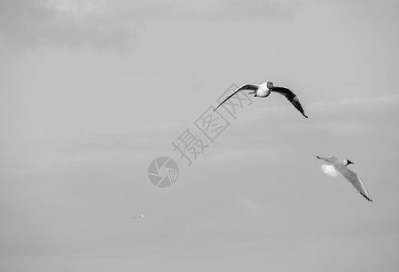 灰色天空上正在飞行的海鸥海浪空气羽毛荒野地平线野生动物翼展生活尾巴传播图片