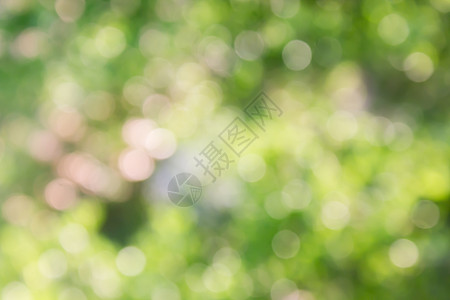 新鲜的夏日颜色绿色调调 温柔的bokoh抽象浪漫图片