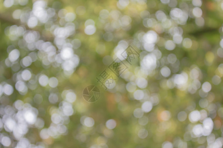 新鲜的柔软绿色彩色布基林树抽象浪漫背面g图片
