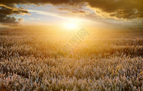 小麦田日出食物金子稻草面包农村太阳农场晴天耳朵图片