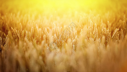 小麦田日落稻草场地粮食植物天空农业耳朵金子土地图片