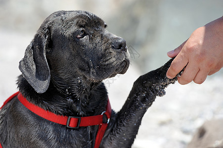 悲哀的年轻黑狗悲伤眼睛爪子哺乳动物犬类黑色石头家畜头发朋友图片