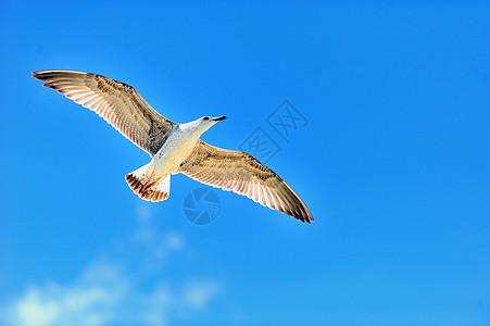 海鸥在蓝天上飞翔钓鱼野生动物太阳海洋天堂自由翅膀晴天蓝色动物图片