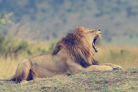 狮子国王荒野脊椎动物力量领导者野生动物生物猫科哺乳动物鬃毛图片