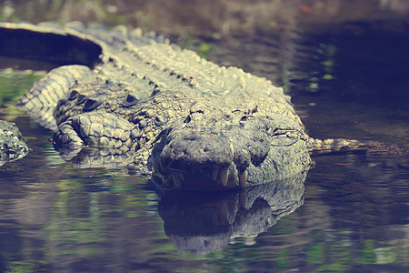 在非洲肯尼亚国家公园的鳄鱼(Crocodile)图片