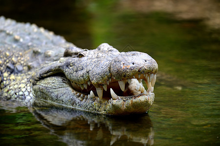 鳄鱼群动物牙齿两栖捕食者侵略生物热带食肉荒野野生动物图片