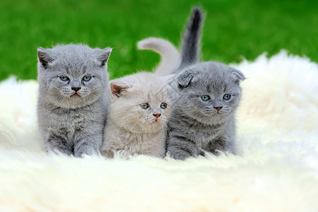 白毯上三只小猫皮革爪子毯子哺乳动物毛皮婴儿草地猫咪折叠动物图片