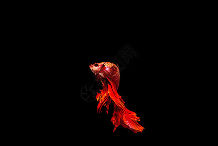 黑底鱼与西米亚打架鱼隔绝生物学姿势宠物尾巴力量异国情调动物火焰连体背景图片