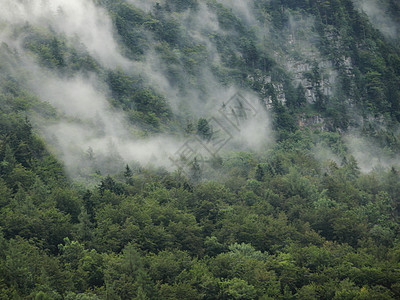 奥地利阿尔卑斯山寒雨后森林水蒸汽季节蒸汽秘密薄雾旅行水蒸气松树天气假期迷雾图片