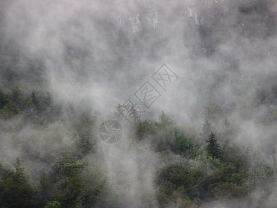 寒雨过后 山上深森林雾蒸汽旅行季节远足环境秘密松树风景烟雾迷雾图片