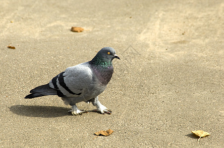 鸽子白色蓝色尾巴眼睛灰色公园荒野野生动物城市羽毛图片