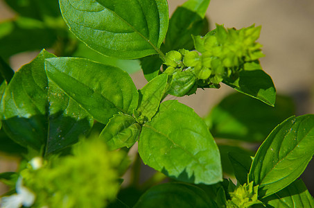 一个有机农场的Basil工厂 蔬菜园里的新鲜甜美植物生长收成饮食芳香叶子香料厨房烹饪香气草本植物蔬菜图片