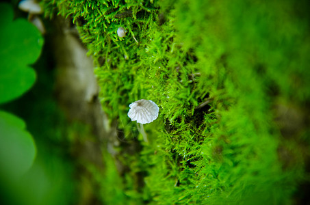 蘑菇 苔苗和潜望镜宏观背景间谍菌类叶子木头生物学橙子植物森林食物魔法图片