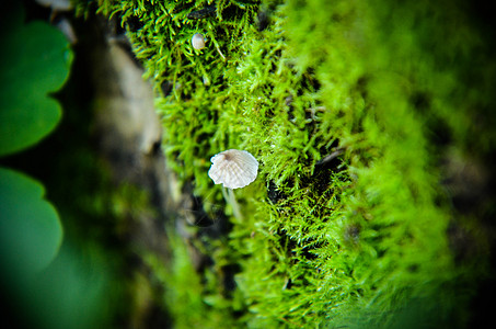 蘑菇 苔苗和潜望镜宏观背景地面间谍叶子团体季节菌类木头魔法森林荒野图片