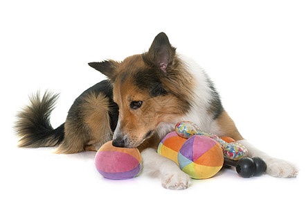 工作室的边边框 collie牧羊犬三色成人男性羊犬宠物玩具动物图片