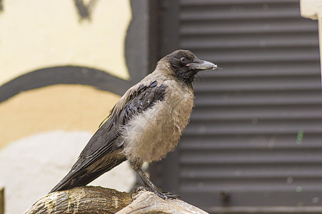 灰色城市乌鸦野生动物翅膀羽毛鸟类黑色掠夺智慧天空宠物飞行图片