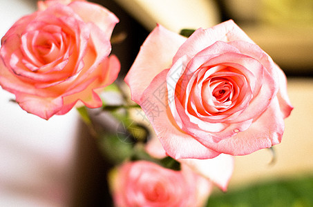 桌上的粉红玫瑰花展示植物花瓣花束纪念日园艺卡片假期周年花园图片