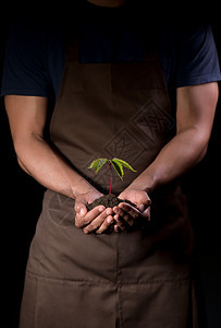 手中持有一个绿色的小植物农业生活蔬菜繁荣宏观叶子种子土地花园手指图片