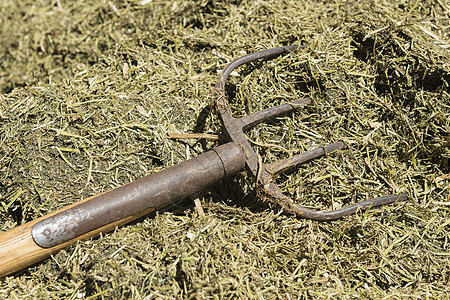 牛饲料堆上的传统粪肥叉口工具木头牙齿空白黄色青贮金属动物棕色农业图片