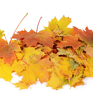 秋天的枫叶上惠特孤立框架橙子植物群叶子植物学森林金子正方形团体季节图片