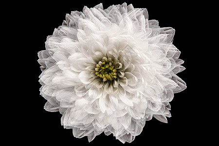 白菊花精制叶子植物绿色香气花瓣黑色白色粉色水平背景图片