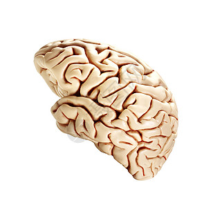 白上孤立的大脑丘脑卫生心理疾病知识分子器官药品神经教育天才图片